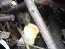 la souris ! la souris !