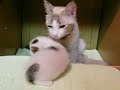 FUCHAGI's family Vol.98