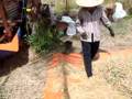 Paddy harvesting in Kampung Mungkom, Tutong