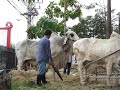 PATTAYA 2009 6th EASTERN CATTLE SHOW (5)