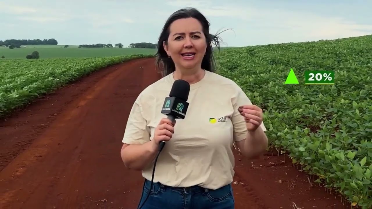 Abelhas atuam como aliadas e aumentam produtividade da soja no PR