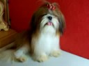 Shih Tzu http://smalldogs2.com/ShihTzuCastle