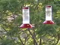 Hummingbird mania