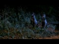 ZOLTAN: HOUND OF DRACULA (trailer) Man's best friend is now man's worst fiend in Albert Band's 1978 drive-in classic! When some Russian soldiers accidentally unearth a crypt in Romania, they make a fatal mis-stake and resurrect Dracula's dog! Oh they just don't make 'em like this anymore. Stars Michael Pataki, José Ferrer and Reggie Nalder. Aka: DRACULA'S DOG and ZOLTAN: HOUND OF HELL.