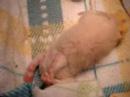 Horatio Kitten Purrs and Plays