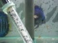 acuariomarcelino - Breeding Discus, day thirty-five of ...