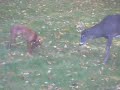 Saba:  The Dog and the Deer
