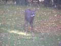 Saba:  The Dog and the Deer