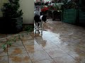 border collie