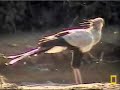 Secretary bird comes to drink