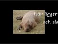 Capybara The Movie