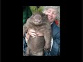 Capybara The Movie