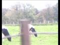 videos de Cow no. 3