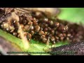Fern Spores