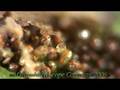 Fern Spores