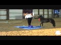 Miniature horse show with obstacles