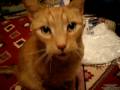 videos de Brutus talking