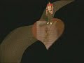 Boy Scout Inspirational Show - On My Honor Boy Scout Inspirational Show - On My Honor
