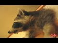 Raccoon Eats Into A House by Damygeebo of YouTube Raccoon Eats Into A House by Damygeebo of YouTube
