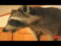 Raccoon Eats Into A House