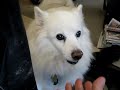 Dogs Bark sounds like a plastic squeeze toy