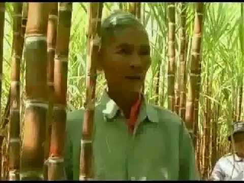 how to fertilize sugar cane