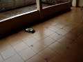 Carrinho R/C em a��o (Audi do PY)