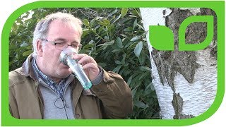  Birkenwasser probieren: Wie schmeckt  der pure Birkensaft