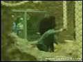 Gorilla attack!