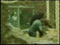Gorilla Attack!