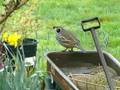California Quail adults feeding in the garden