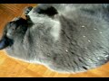 Posey the Cat - This is Good!