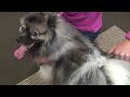 Safari&reg; Complete Dog Brush