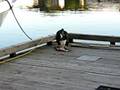 bald eagle eats halibut head