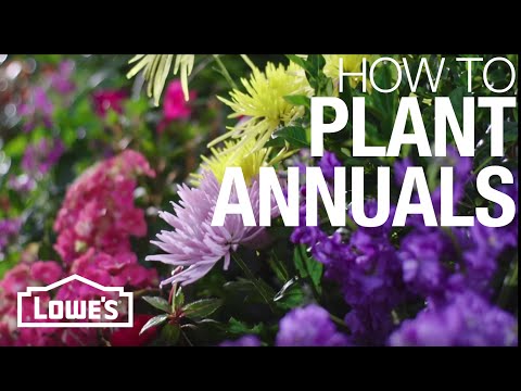 how to decide what flowers to plant