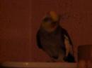 Roody the whistling cockatile!