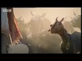 Amazing big cat behaviour - hunting in open water- Battle to save the tiger - BBC wildlife & animals