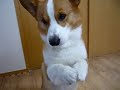 Goro@Welsh corgi 20080916 sashimi Goro@Welsh corgi 20080916 sashimi