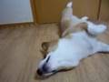 Goro@Welsh corgi 20080916 sashimi