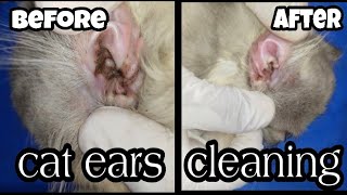 How  clean Persian cat ears || cat ears cleaning easy method || cats for life