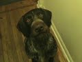 Deutsch Drahthaar wants to go out