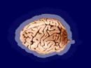 BRAIN GROW