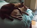 Kuschelrunde