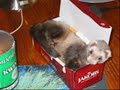 Random  Funny   Animal  Pictures
