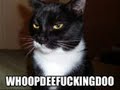 Random Funny Animal Pictures