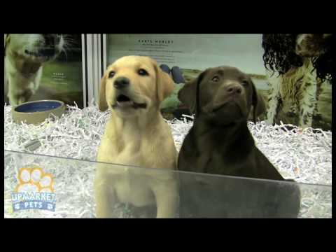 Purebred Labrador puppies
