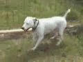 Snoopy