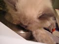 lola snoring (for impatient people)