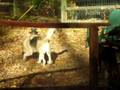Jsy and Wookie Playing