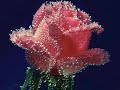 �mit Say?n- G�ller A?lamaz
